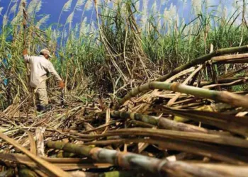 La producción de caña de azúcar en Venezuela podría llegar a los cinco millones de toneladas durante el año 2025.