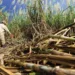 La producción de caña de azúcar en Venezuela podría llegar a los cinco millones de toneladas durante el año 2025.