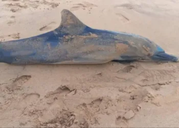 Delfines muertos en Sucre