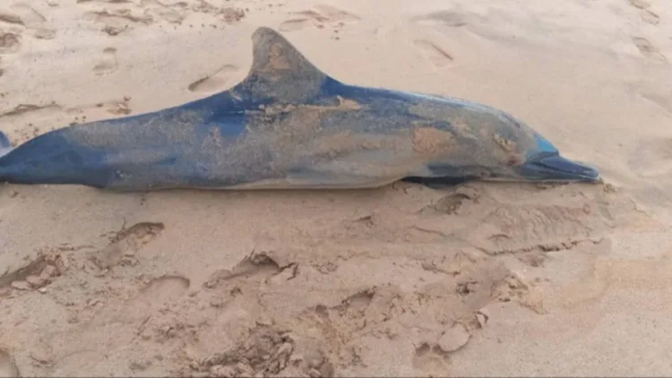 Delfines muertos en Sucre