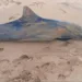 Delfines muertos en Sucre
