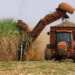 producirán entre 60 y 65% del azúcar