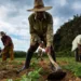 Día del Campesino