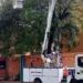 La Corporación Eléctrica Nacional (Corpoelec) benefició a más de 10 mil usuarios de los municipios Valencia, San Diego, Bejuma y Naguanagua a través del Plan Nacional Pica y Poda.