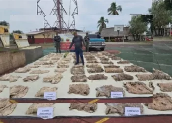 Las autoridades nacionales incautaron más de 900 kilogramos de chigüire y baba, que iban a ser vendidos de forma ilegal durante esta Semana Santa.