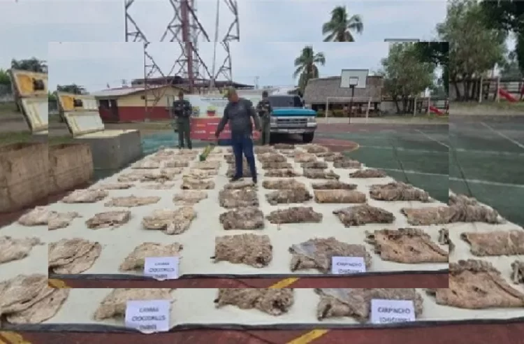 Las autoridades nacionales incautaron más de 900 kilogramos de chigüire y baba, que iban a ser vendidos de forma ilegal durante esta Semana Santa.