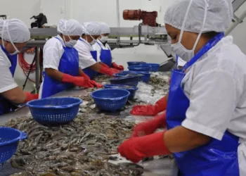 camarón producido en Venezuela