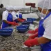 camarón producido en Venezuela