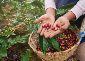 cultivo del café