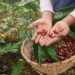 cultivo del café