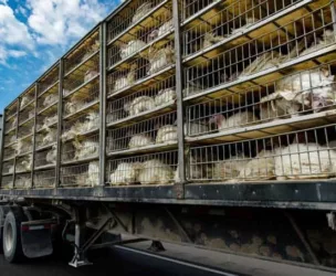 transportistas de pollo