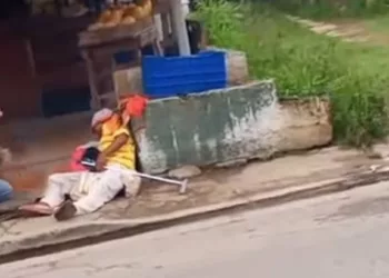 abejas en la Bocaína