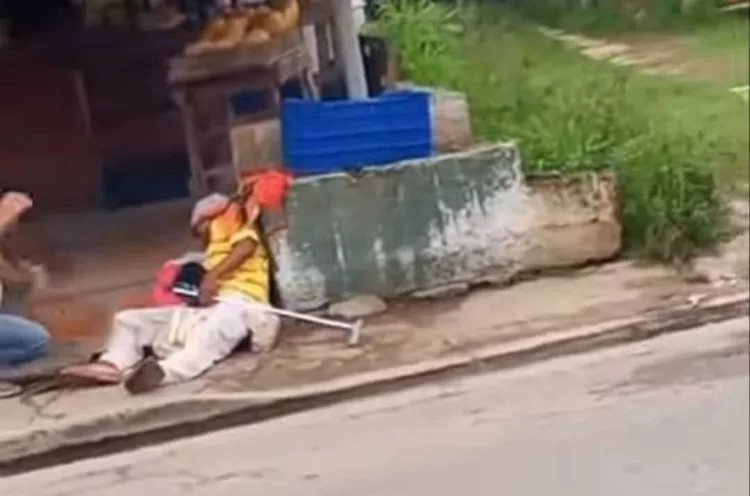 abejas en la Bocaína