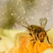 Día de las abejas