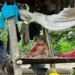 por leptospirosis