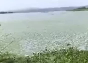 Muerte masiva