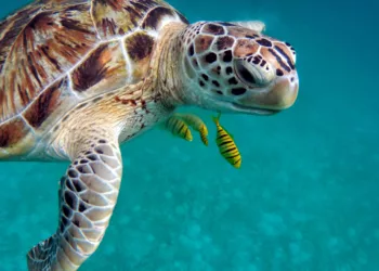 Tortugas Marinas