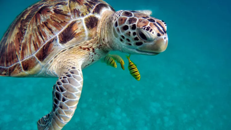 Tortugas Marinas