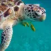 Tortugas Marinas