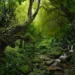 Bosques tropicales