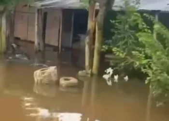 damnificados