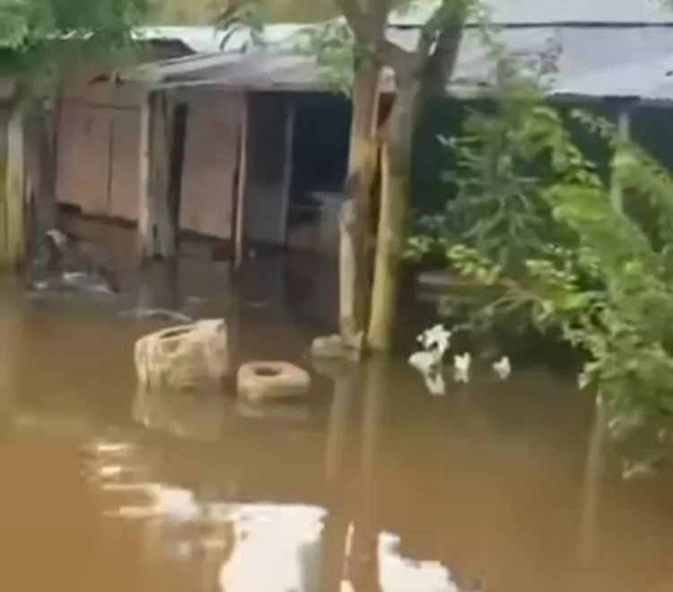 damnificados