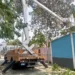Corpoelec aplicó control de vegetación