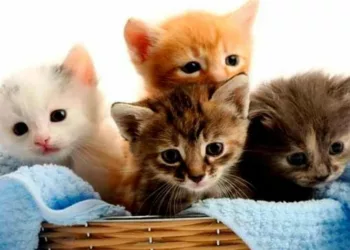 gato