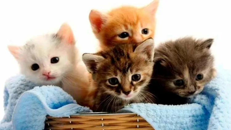 gato