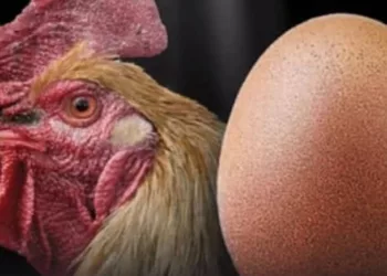 primero el huevo o la gallina