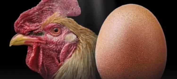 primero el huevo o la gallina