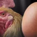 primero el huevo o la gallina