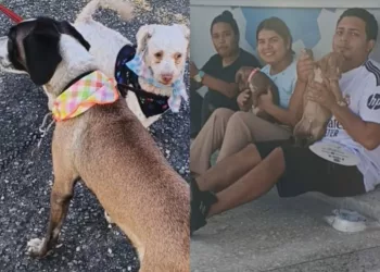 Más de 150 mascotas beneficiadas durante I jornada El Amor tiene 4 Patas 
