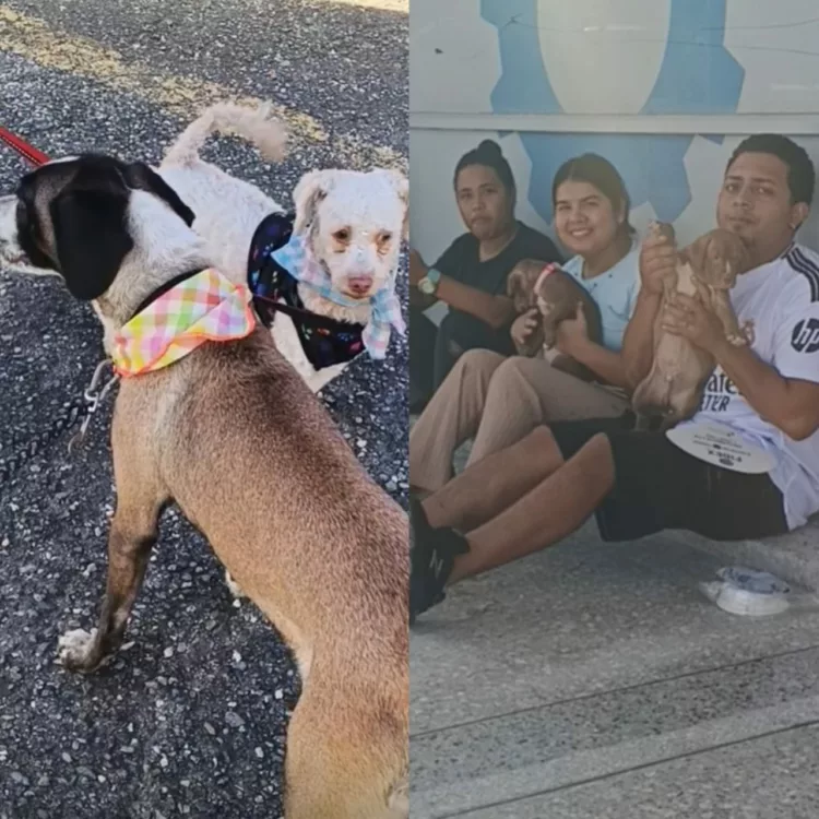 Más de 150 mascotas beneficiadas durante I jornada El Amor tiene 4 Patas