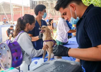 150 mascotas atendidas