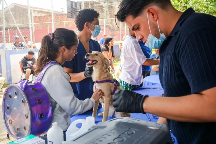 150 mascotas atendidas