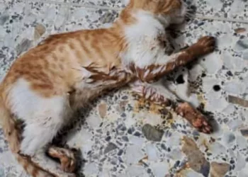 envenenamiento a gatos