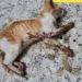 envenenamiento a gatos