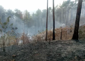 Incendios de vegetación