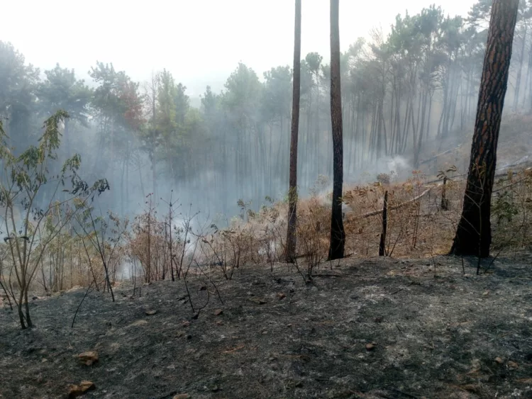 Incendios de vegetación