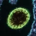 virus Nipah
