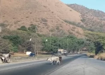 Precaución! Ganado en la vía
