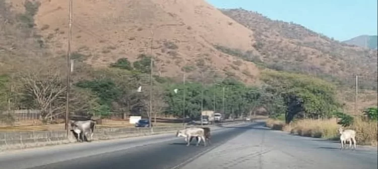 Precaución! Ganado en la vía