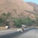 Precaución! Ganado en la vía