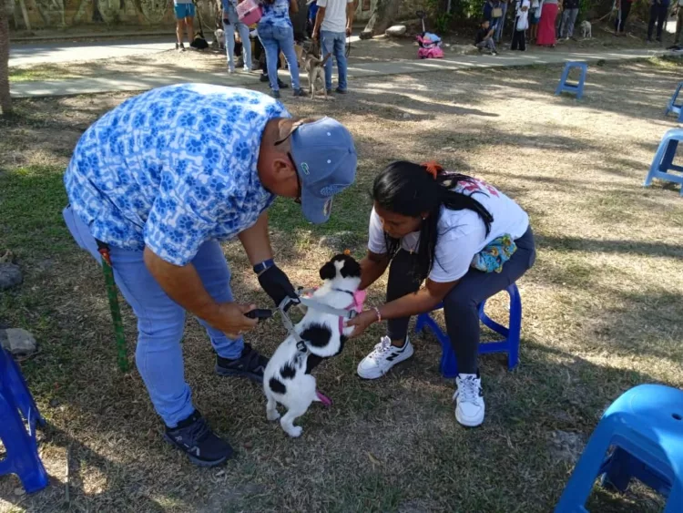 100 mascotas