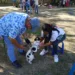 100 mascotas