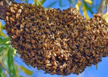 Las abejas son insectos muy sensible que reaccionan rápidamente.