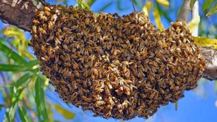 Las abejas son insectos muy sensible que reaccionan rápidamente.