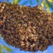 Las abejas son insectos muy sensible que reaccionan rápidamente.