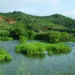 los humedales